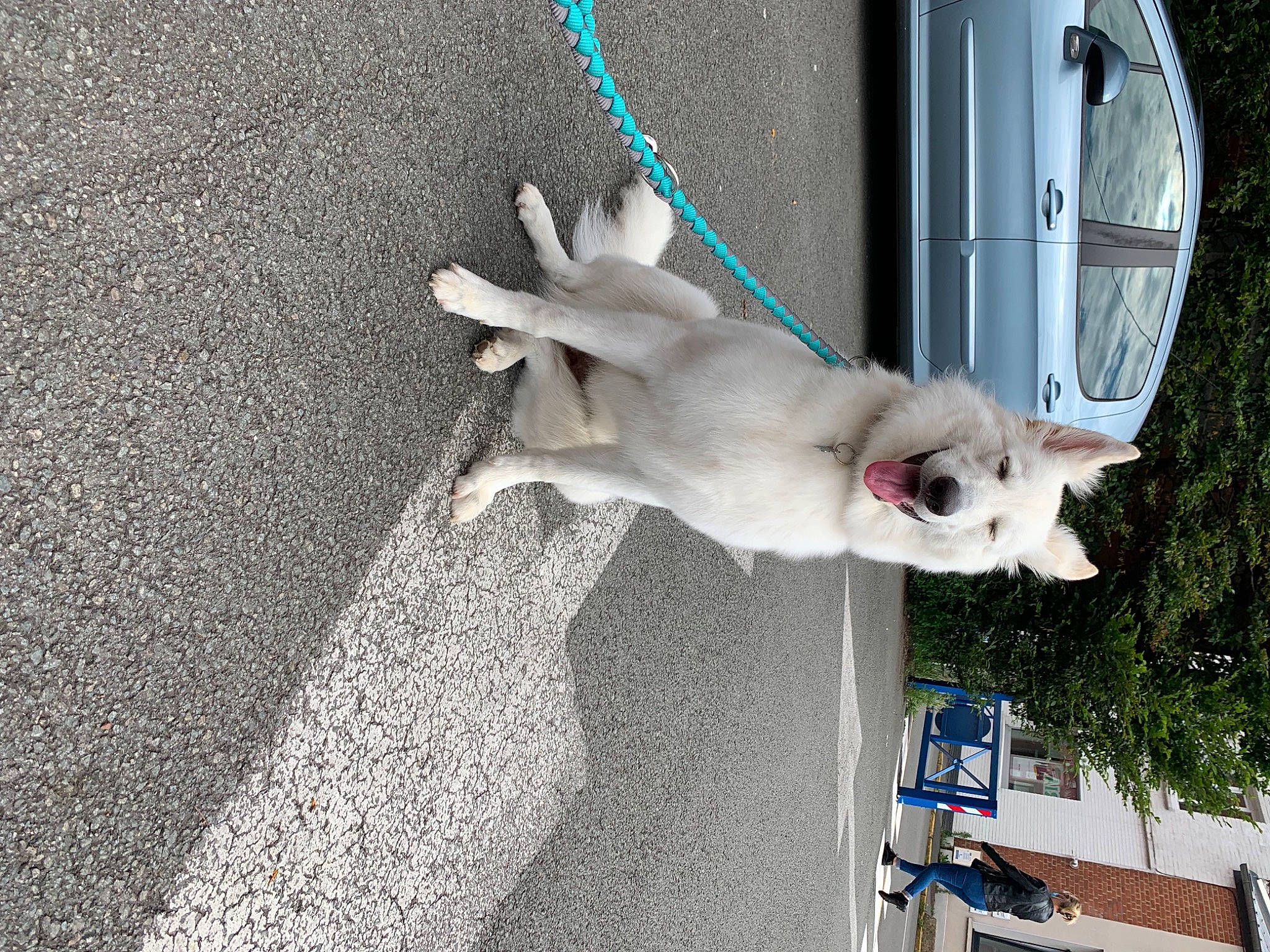 Reïka a rejoint le concours — aidez-le/la à gagner de superbes lots ! canidae, carnivore, collar, companion_dog, dog, dog_breed, dog_collar, fawn, felidae, fur, leash, pet_supply, small_to_medium_sized_cats, snout, sporting_group, tail, tar, vehicle, whiskers, window