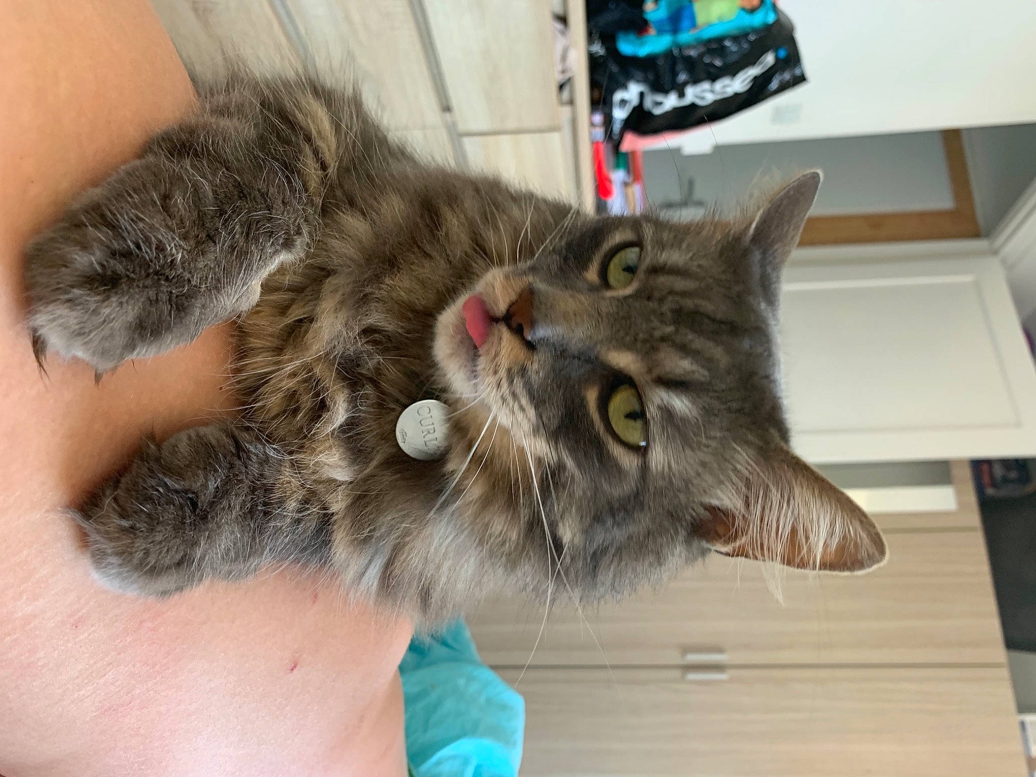 Curly a rejoint le concours — aidez-le/la à gagner de superbes lots ! carnivore, cat, claw, domestic_short_haired_cat, ear, felidae, fur, paw, plant, small_to_medium_sized_cats, snout, whiskers, wood