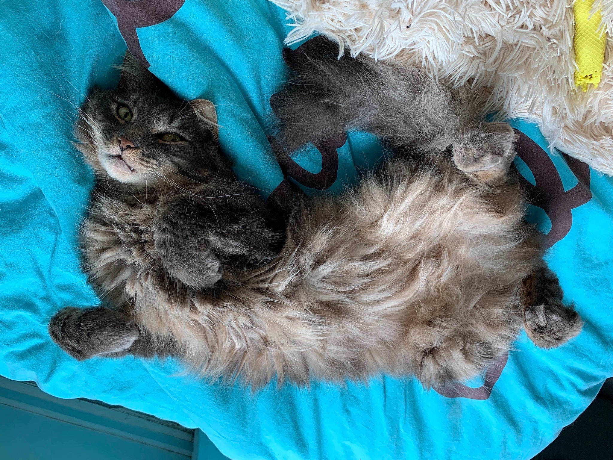 Curly a rejoint le concours — aidez-le/la à gagner de superbes lots ! blue, carnivore, cat, cat_supply, claw, comfort, dog_breed, domestic_short_haired_cat, electric_blue, fashion_accessory, felidae, fur, grey, pattern, paw, small_to_medium_sized_cats, snout, tail, whiskers, wool