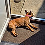animal, brown_dog, collar, concrete, dog, doormat, floor, indoor, open_door, outdoor, paws, pet, pink_collar, relaxing, resting, shadow, side_view, small_dog, sunlight, water_bowl