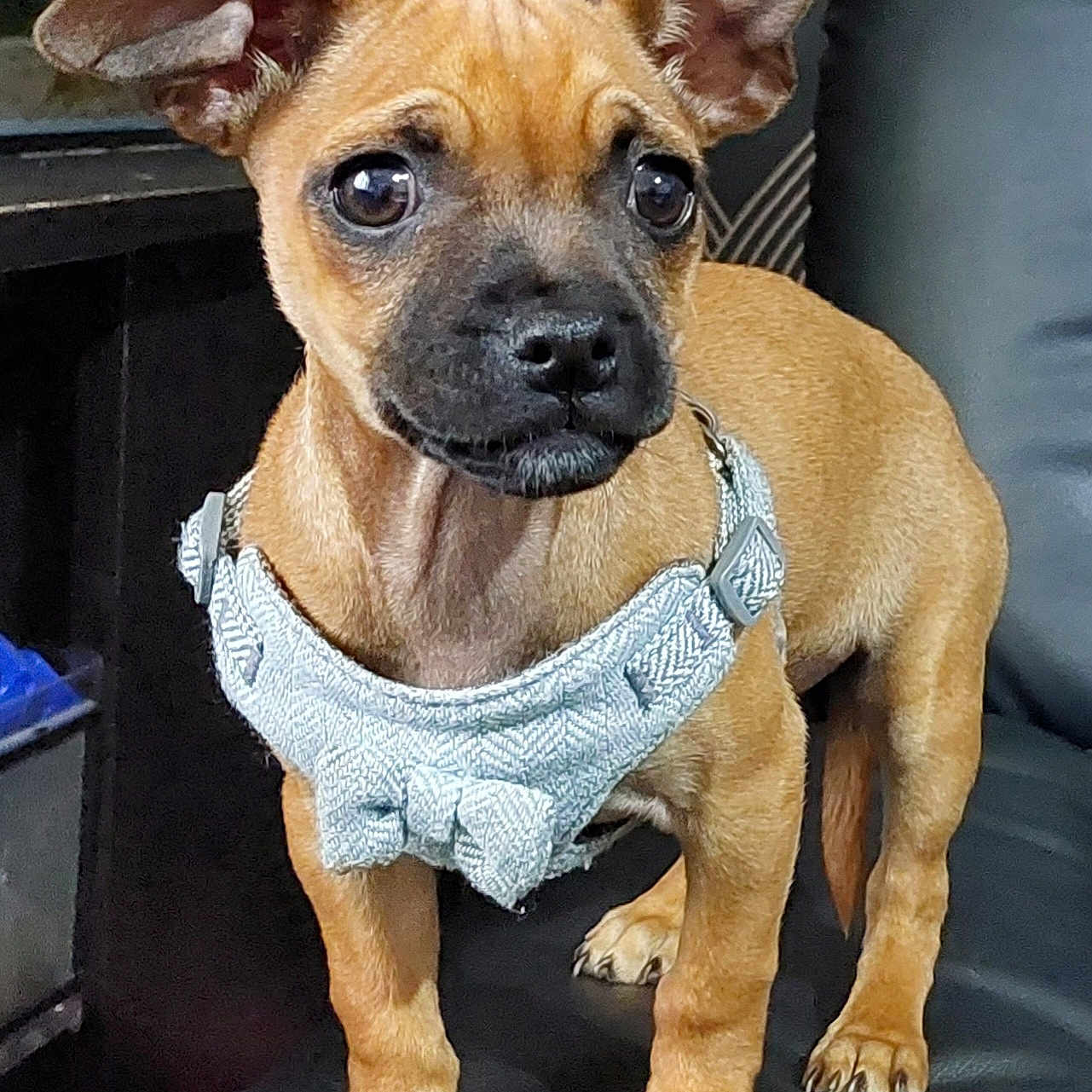 Luna is registered to the contest to win money with this photo: alert, animal, bowtie, brown_dog, canine, closeup, companion, cute, dog, ears, furniture, harness, indoor, leather_couch, looking_away, pet, puppy, small_dog, standing, young_dog