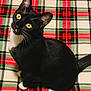 Thunder joined the competition — help win amazing prizes! animal, black_and_white, cat, cozy, cream, cute, domestic_cat, feline, fur, green, indoor, looking_up, pattern, pet, plaid_blanket, red, sitting, tuxedo_cat, whiskers, yellow_eyes