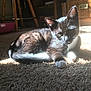 Thunder joined the competition — help win amazing prizes! animal, black_and_white, carpet, cat, chair, cozy, cute, domestic, furniture, indoor, kitten, paw, pet, relaxing, resting, shadow, small, sunlight, whiskers, wood