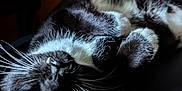 Thunder joined the competition — help win amazing prizes! animal, black_and_white, cat, chair, close_up, comfort, cozy, cute, domestic, feline, fur, indoor, paw, pet, portrait, relaxed, resting, sleepy, soft, whiskers