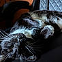 animal, black_and_white, cat, chair, close_up, comfort, cozy, cute, domestic, feline, fur, indoor, paw, pet, portrait, relaxed, resting, sleepy, soft, whiskers