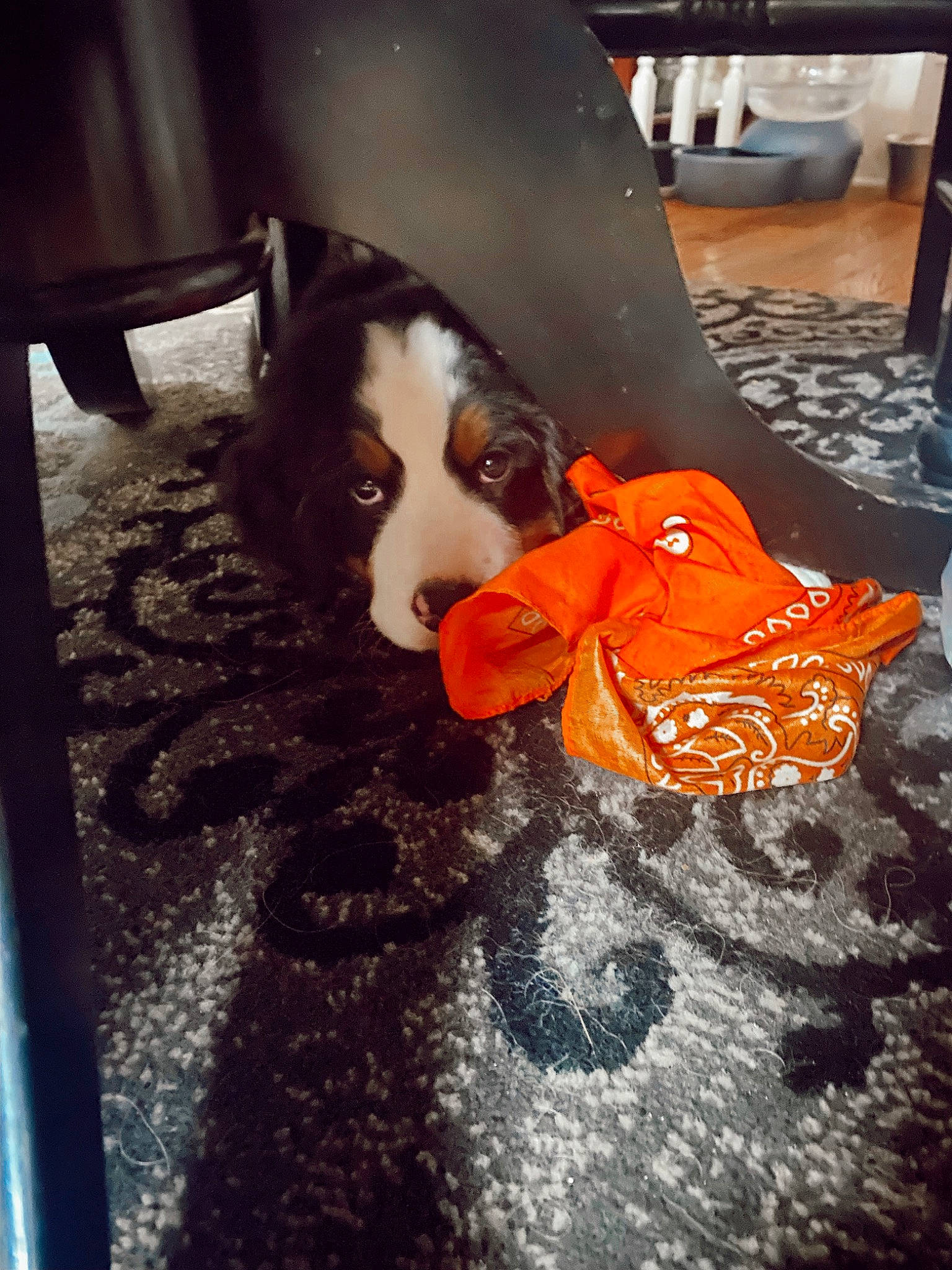 Maverick joined the competition — help win amazing prizes! canidae, carmine, carnivore, companion_dog, dog, dog_breed, dog_supply, floor, flooring, fur, herding_dog, road_surface, sidewalk, snout, sporting_group, tail, tints_and_shades, toy_dog, whiskers, working_animal