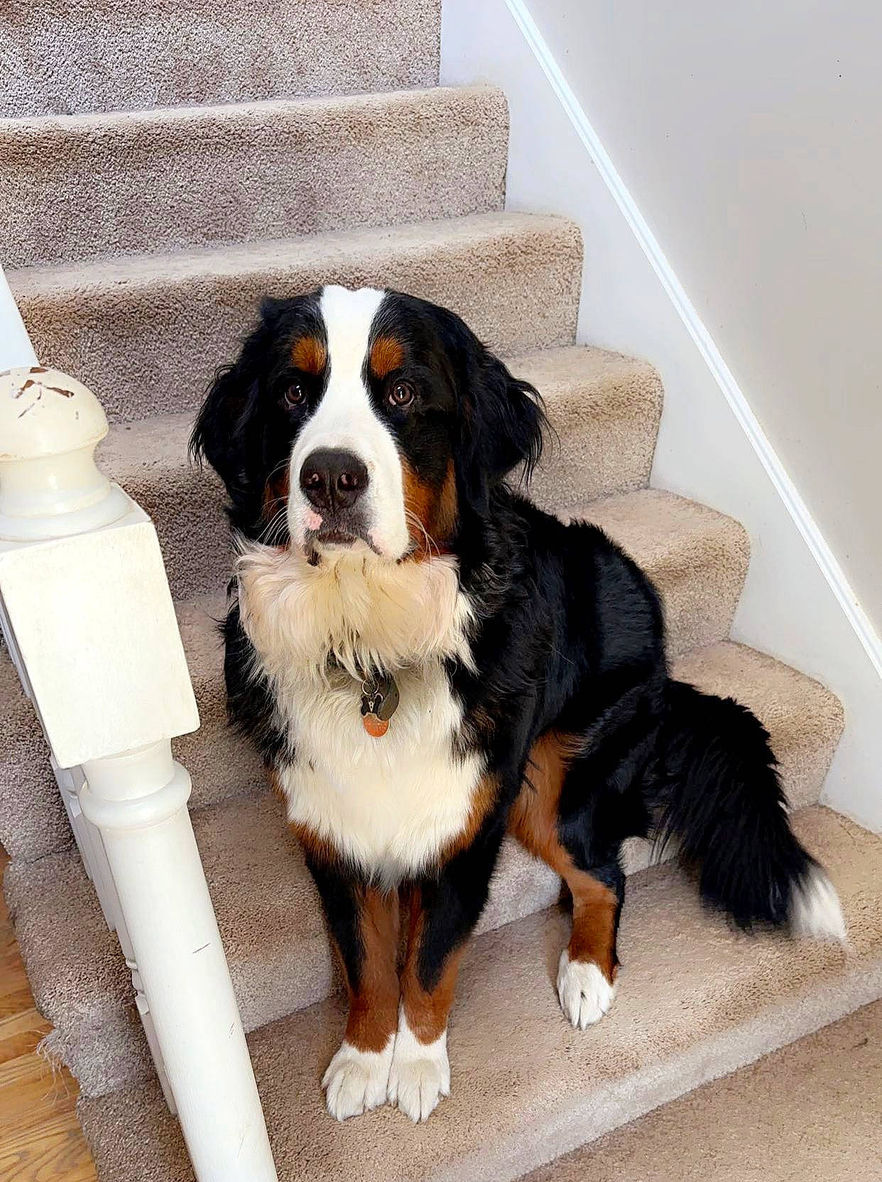 Maverick joined the competition — help win amazing prizes! ancient_dog_breeds, bernese_mountain_dog, bored, canidae, carnivore, companion_dog, dog, dog_breed, fur, giant_dog_breed, herding_dog, sporting_group, working_animal, working_dog