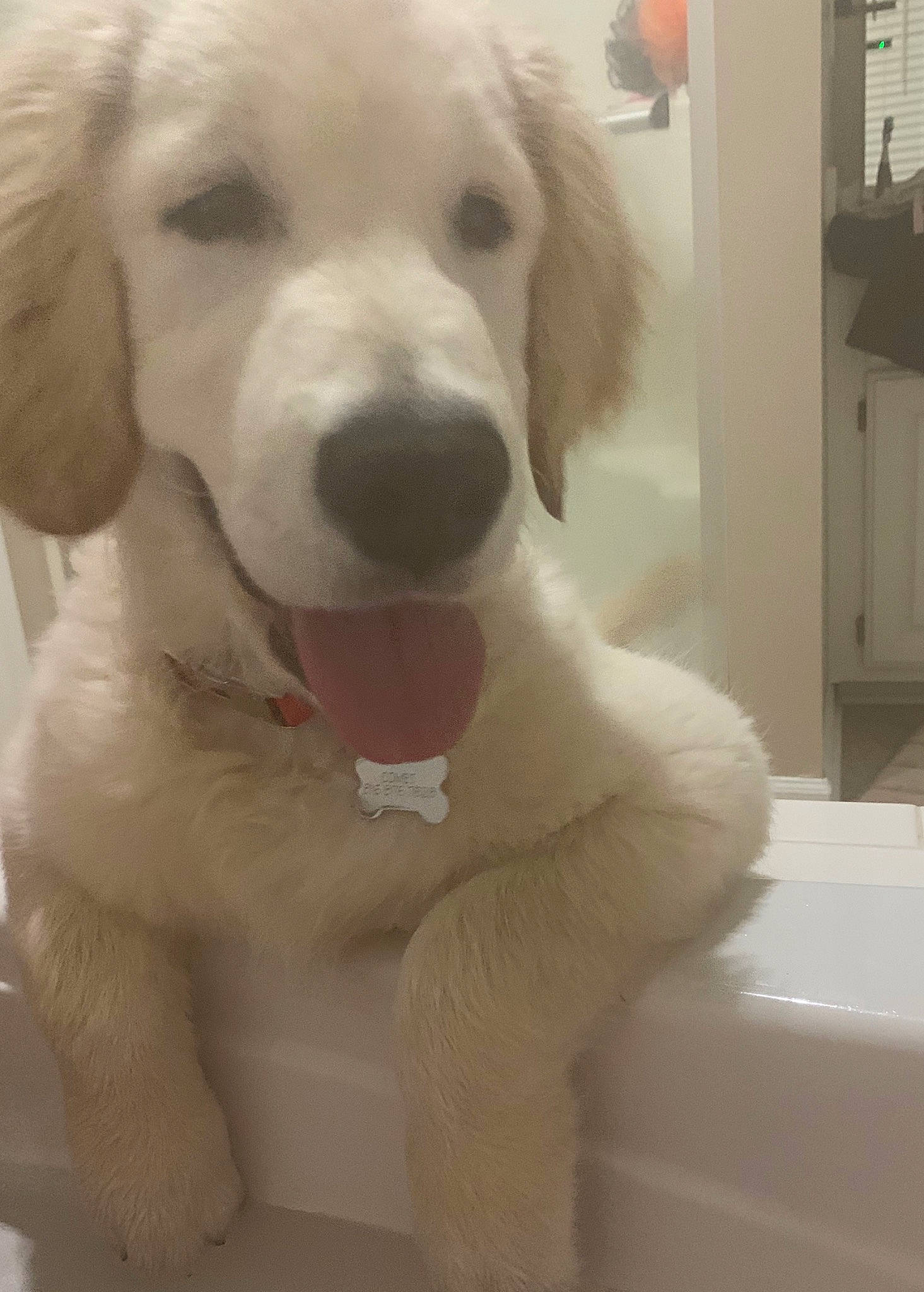 Comet is registered to the contest to win money with this photo: cabinetry, canidae, carnivore, chest_of_drawers, companion_dog, cupboard, dog, dog_breed, drawer, ear, fawn, fur, gun_dog, kitchen_appliance, nose, paw, snout, sporting_group, whiskers, working_animal