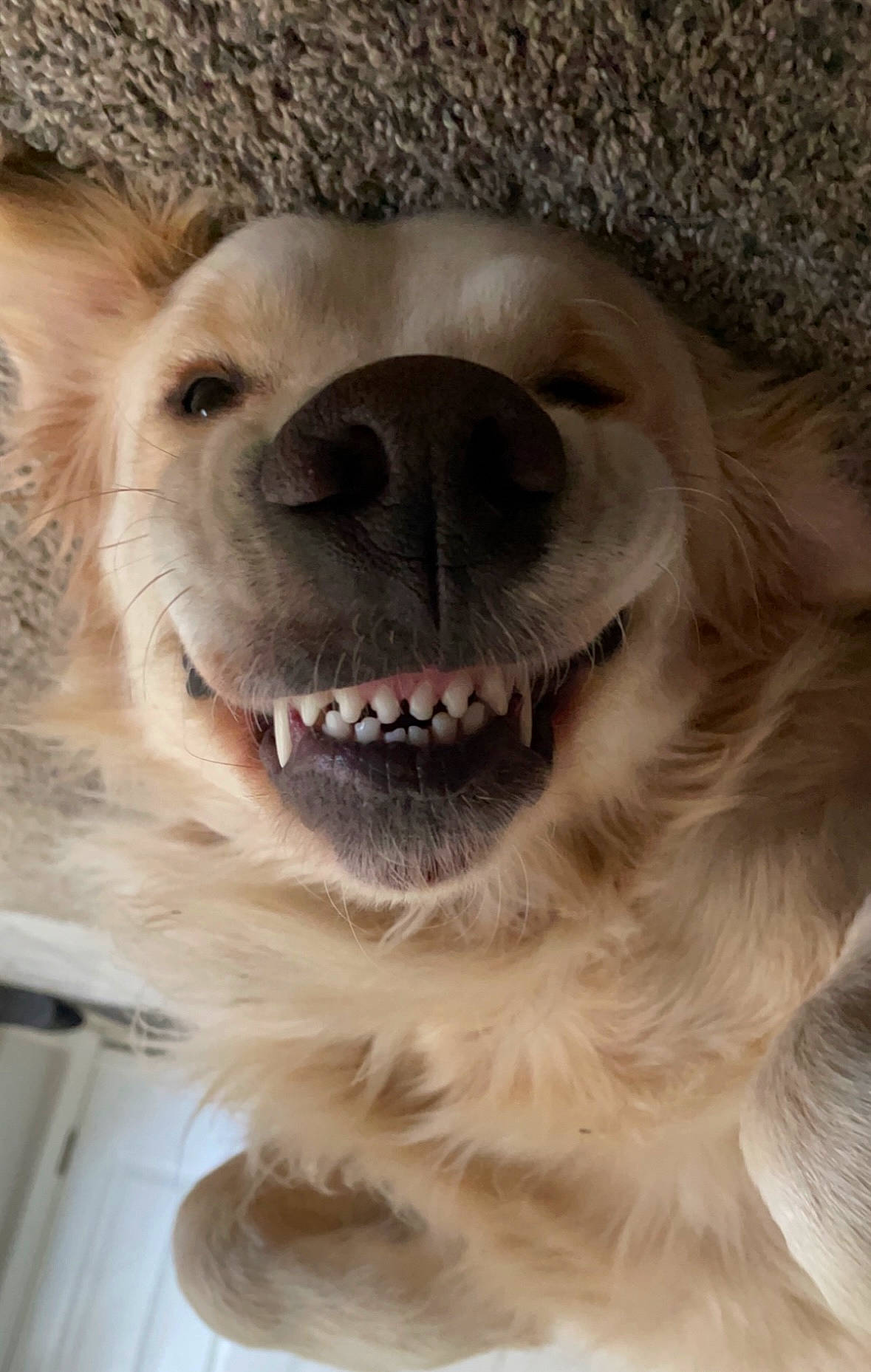 Comet is registered to the contest to win money with this photo: ancient_dog_breeds, canidae, carnivore, collar, companion_dog, dog, dog_breed, dog_collar, fang, fawn, fur, jaw, paw, smile, snout, spitz, sporting_group, whiskers, wildlife, working_animal