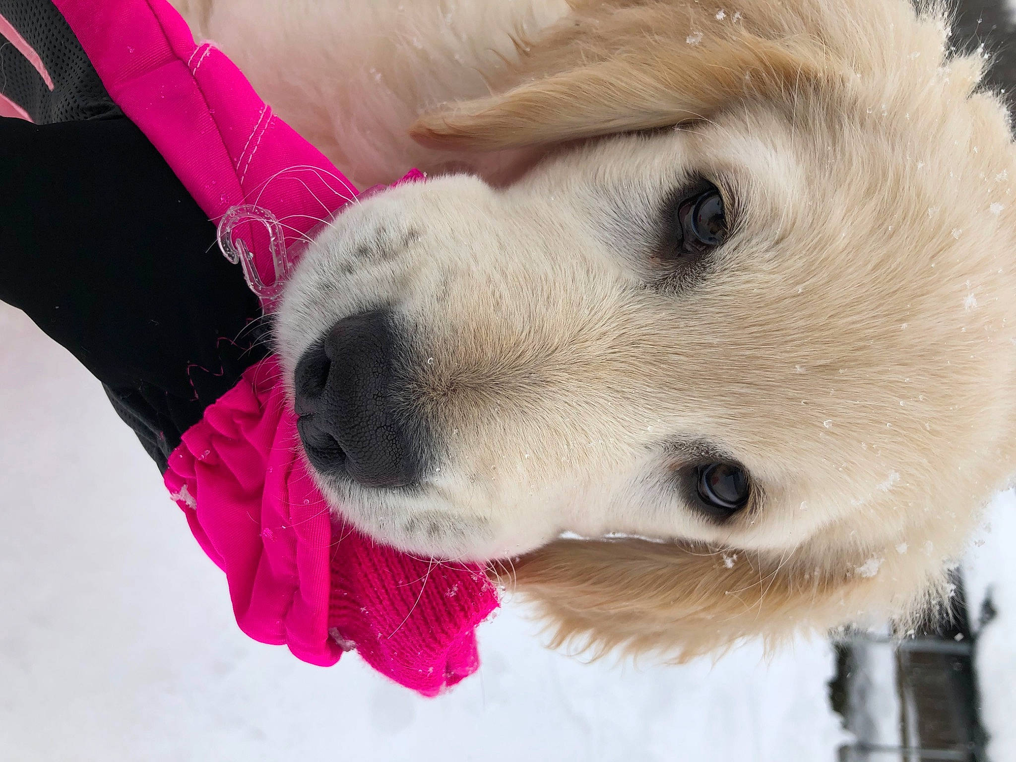 Comet joined the competition — help win amazing prizes! canidae, carnivore, collar, companion_dog, dog, dog_breed, dog_collar, eyelash, fawn, fur, magenta, paw, pet_supply, snout, snow, sporting_group, toy, volpino_italiano, whiskers, winter