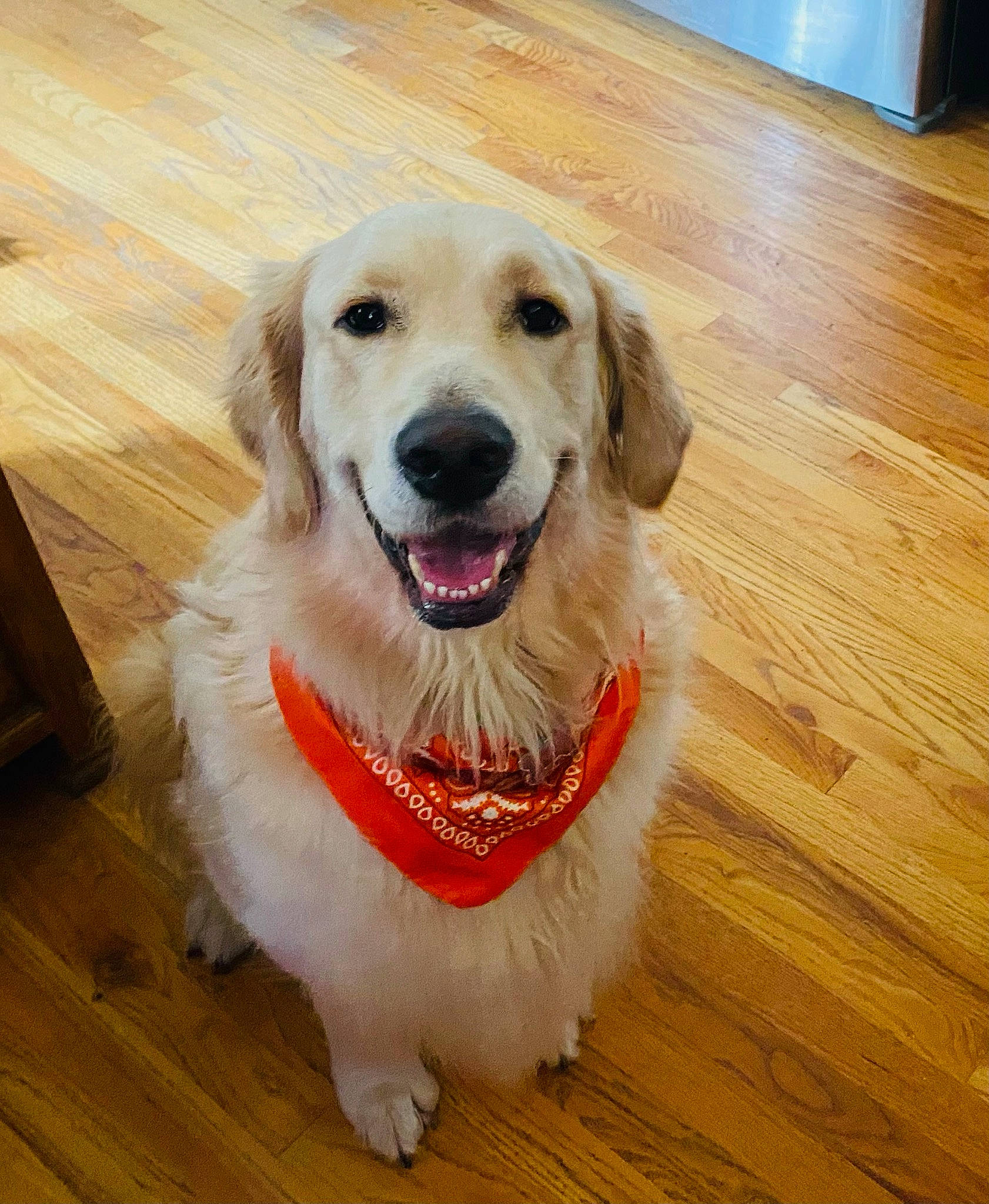 Comet is registered to the contest to win money with this photo: carnivore, companion_dog, dog, dog_breed, fawn, flooring, happy, hardwood, laminate_flooring, pet_supply, plank, plant, smile, snout, sporting_group, varnish, whiskers, wood, wood_flooring, wood_stain