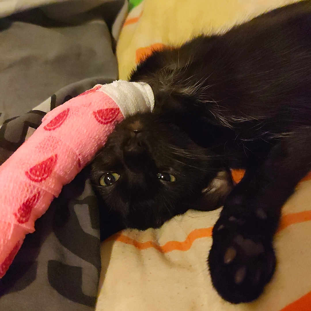 Loki