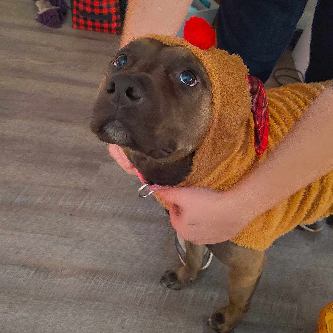 Rhombus is registered to the contest to win money with this photo: animal, boxer, bulldog, canine, clothing, dog, face, frenchbulldog, head, hound, indoors, interiordesign, pants, person, pet, photography, pitbull, portrait, puppy, wood
