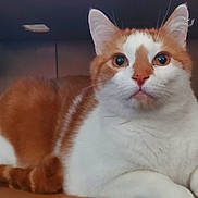 Maximus joined the competition — help win amazing prizes! animal, brown_background, cardboard_box, cat, close_up, domestic_cat, ears, feline, front_paws, green_eyes, indoors, lying_down, orange_cat, orange_fur, pet, portrait, sitting, whiskers, white_cat, white_fur