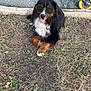 dog, bernese_mountain_dog, sunglasses, tongue_out, grass, yard, wheelbarrow, outdoor, pet, animal, canine, cute, relaxed, fluffy, brown, black, white, summer, sunny, nature
