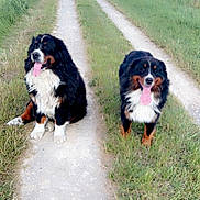 Raven participe au concours pour gagner de l'argent avec cette photo : dog, bernese_mountain_dog, animal, canine, outdoor, grass, dirt_road, sky, clouds, nature, pet, happy, tongue_out, two_dogs, rural, fence, field, summer, walk, companion