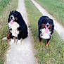 dog, bernese_mountain_dog, animal, canine, outdoor, grass, dirt_road, sky, clouds, nature, pet, happy, tongue_out, two_dogs, rural, fence, field, summer, walk, companion