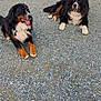 Raven participe au concours pour gagner de l'argent avec cette photo : dog, bernese_mountain_dog, outdoor, gravel, vehicle, van, wood, pile, black, white, brown, paw, tongue, grass, shoe, footwear, relaxed, pet, canine, daytime