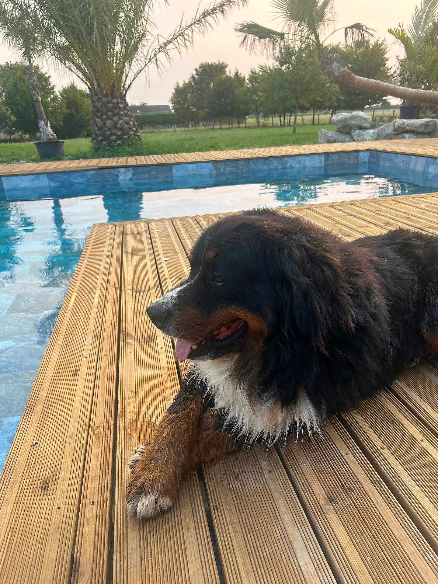 Raven a rejoint le concours — aidez-le/la à gagner de superbes lots ! dog, bernese_mountain_dog, wooden_deck, pool, water, outdoor, grass, trees, palm_tree, relaxing, sunny, nature, pet, canine, animal, summer, daytime, tongue_out, fur, companionship