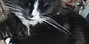 Jinx is registered to the contest to win money with this photo: animal, black_and_white_cat, bonnet, cat, close_up, comfort, cozy, cuddle, eyewear, face, glasses, human, indoor, paw, person, portrait, quilted_jacket, relaxed, resting, whiskers
