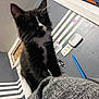 Jinx is registered to the contest to win money with this photo: black_and_white, blue_object, cat, closeup, cozy, curious, domestic_cat, ears, fabric, furniture, home, indoor, kitten, pet, playful, soft_fur, striped_wall, wall_socket, whiskers, young_animal