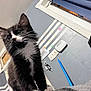 Jinx is registered to the contest to win money with this photo: black_and_white, candid, cat, close_up, curious, curtain, domestic, feline, glasses, gray_wall, home, indoor, keys, kitten, person, pet, thermostat, wall, whiskers, window