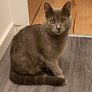 Diego is registered to the contest to win money with this photo: animal, cat, closeup, curious, cute, domestic_cat, ears, eye_contact, feline, floor, fur, grey_cat, home, indoor, pet, sitting, tail, wall, whiskers, wood_floor