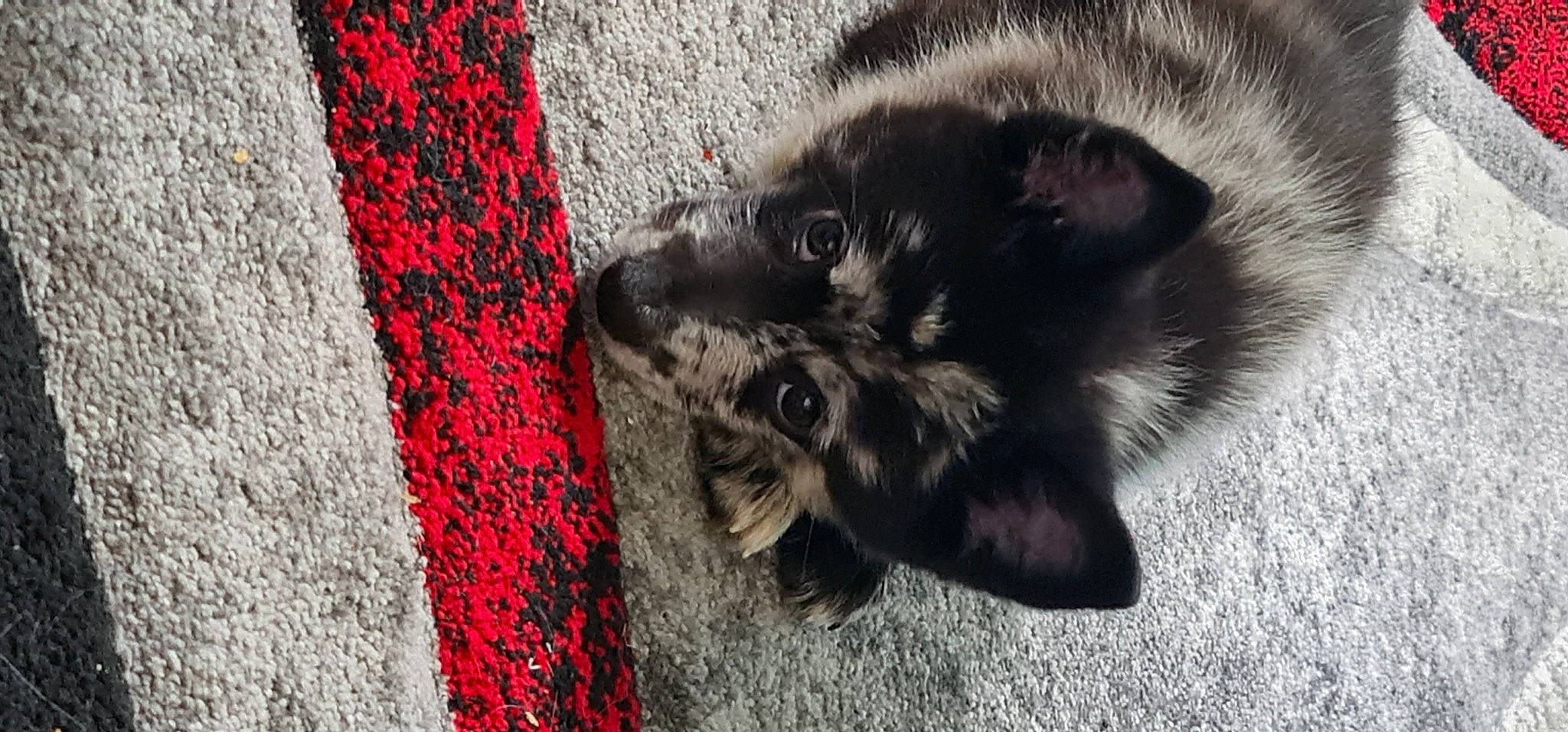 Sparky a rejoint le concours — aidez-le/la à gagner de superbes lots ! asphalt, black_cat, canidae, carmine, carnivore, cat, companion_dog, dog_breed, domestic_short_haired_cat, felidae, flooring, foot, fur, grey, paw, road_surface, small_to_medium_sized_cats, tail, terrestrial_animal, whiskers