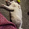 cat, white_cat, gray_cat, carpet, toy, pink_blanket, pet, animal, indoor, relaxed, lying_down, feline, cute, domestic_cat, fur, whiskers, playful, resting, cozy, home
