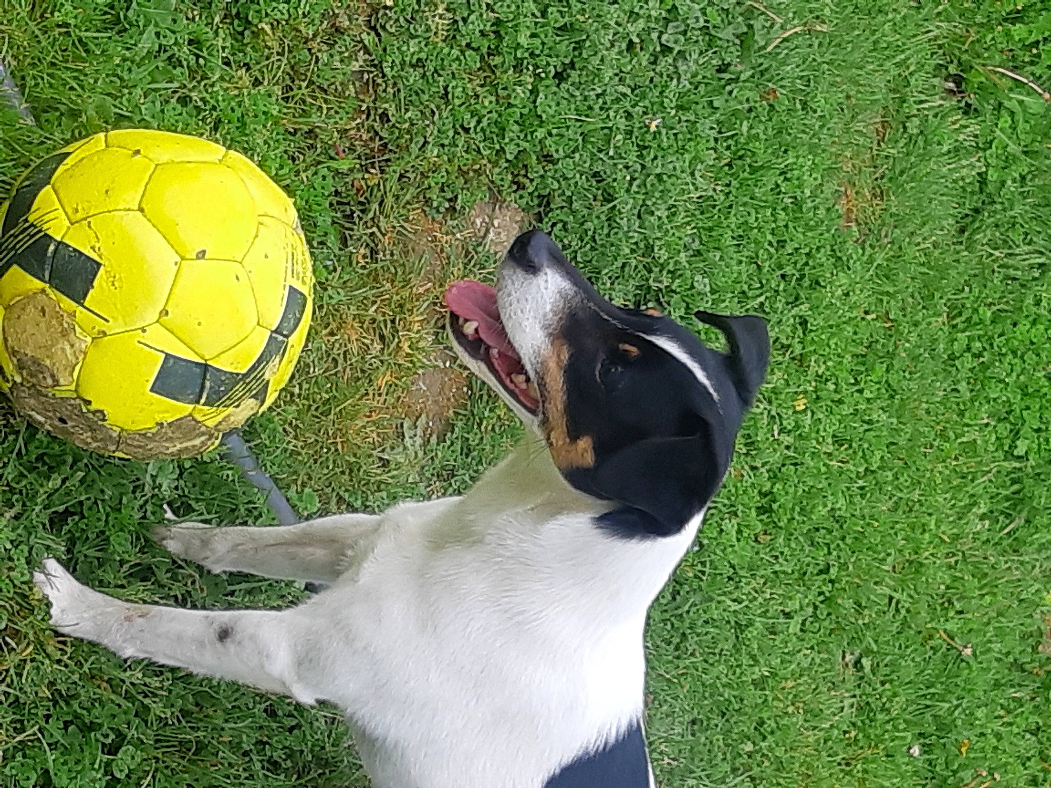 Tuix participe au concours pour gagner de l'argent avec cette photo : ball, ball_game, carnivore, companion_dog, dog, dog_breed, dog_collar, fawn, football, grass, green, personal_protective_equipment, player, soccer, soccer_ball, sports_equipment, sports_toy, sunglasses, toy, working_animal