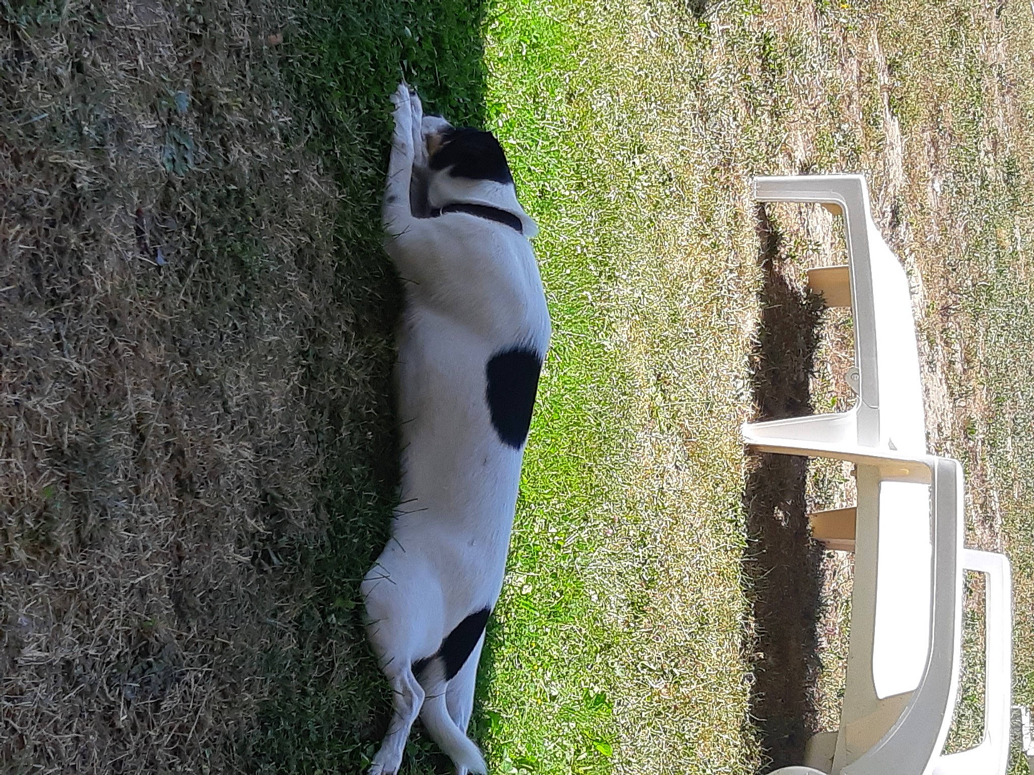 Tuix participe au concours pour gagner de l'argent avec cette photo : art, automotive_exterior, canidae, carnivore, companion_dog, fur, grass, grass_family, personal_protective_equipment, plant, recreation, shadow, sporting_group, stuffed_toy, sunglasses, tail, textile, toy, vehicle_door, wood