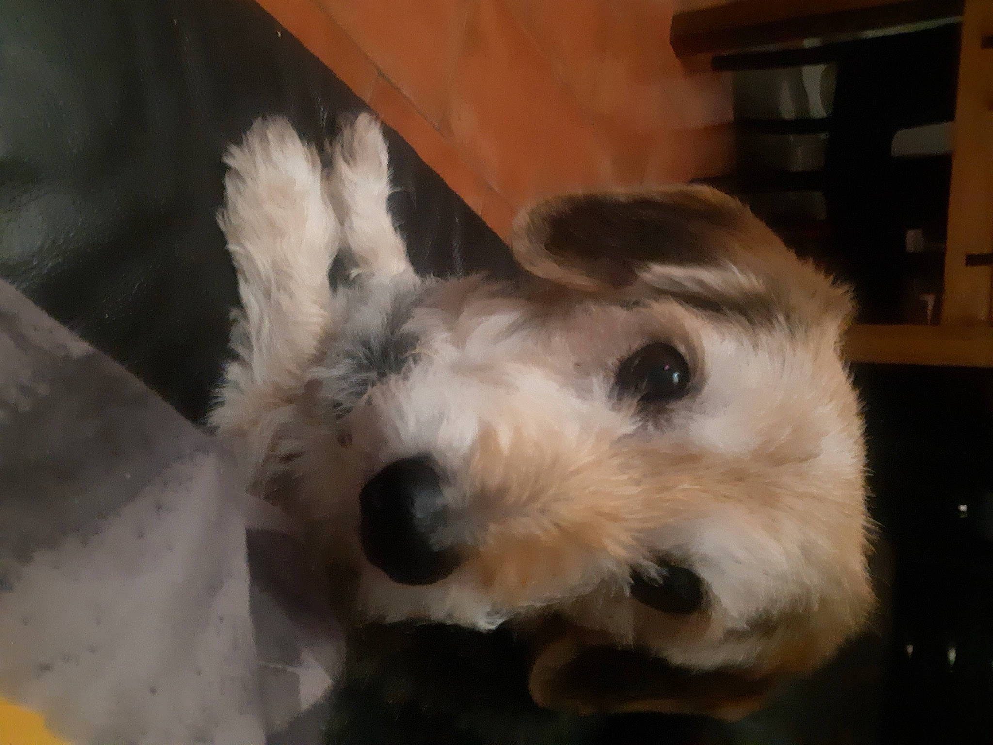 Heros participe au concours pour gagner de l'argent avec cette photo : canidae, carnivore, companion_dog, dog, dog_breed, dog_supply, ear, fawn, fur, maltepoo, non_sporting_group, puppy_love, shelf, small_terrier, snout, sporting_group, terrier, toy_dog, whiskers, working_animal