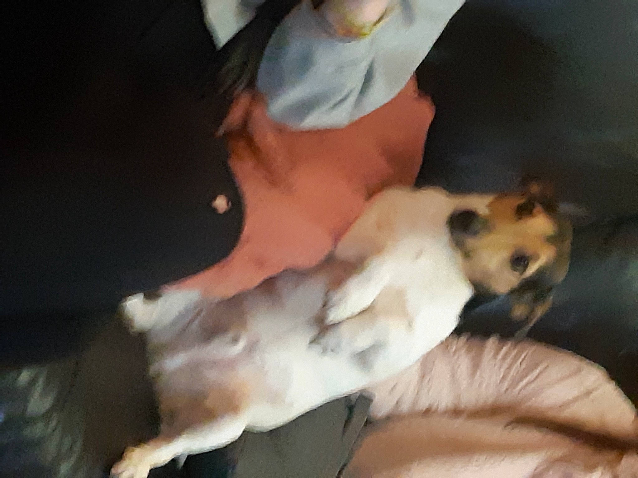 Heros a rejoint le concours — aidez-le/la à gagner de superbes lots ! abdomen, carnivore, chest, companion_dog, dog, dog_breed, fawn, felidae, fur, hat, paw, pomeranian, spitz, tail, toy_dog, whiskers