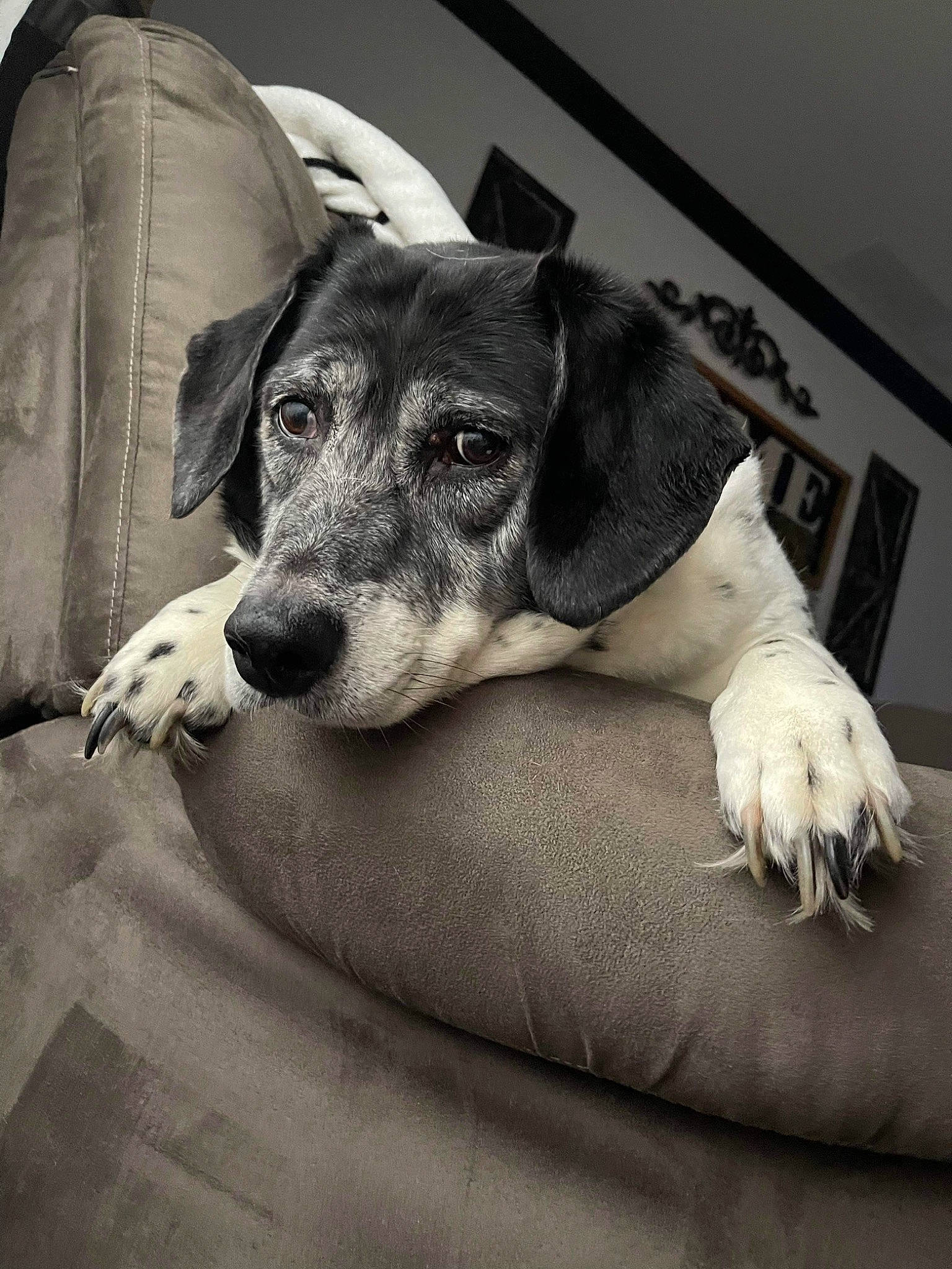 Bailee is registered to the contest to win money with this photo: canidae, carnivore, comfort, companion_dog, dog, dog_breed, fur, grey, human_leg, monochrome, monochrome_photography, paw, sitting, snout, sporting_group, style, terrestrial_animal, whiskers, white, working_animal
