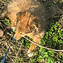 puppy, dog, grass, leash, stick, outdoor, nature, brown, fur, chewing, leaf, plant, animal, pet, young, playful, sunlight, closeup, ground, adorable