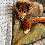 puppy, dog, cushion, blanket, indoor, pet, fluffy, brown_fur, resting, cozy, cute, animal, fur, young_dog, home, comfort, soft_texture, close_up, relaxing, domestic