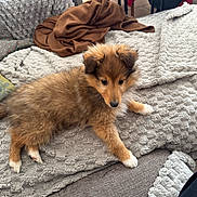 Adton participe au concours pour gagner de l'argent avec cette photo : puppy, dog, brown_fur, white_paws, blanket, couch, indoor, cozy, fur, pet, animal, cute, relaxed, texture, home, living_room, soft, young_dog, resting, domestic_animal