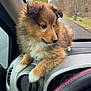puppy, dog, fluffy, dashboard, car, window, fur, pet, animal, cute, small, indoors, vehicle, steering_wheel, curious, brown, white_paws, young, companion, portrait