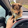 puppy, dog, hand, car, dashboard, steering_wheel, window, road, trees, outdoor, fur, pet, animal, cute, closeup, brown, black, white, countryside, winter