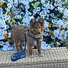 animal, bench, brown, curious, cute, daisies, dog, flowers, fluffy, greenery, harness, leash, nature, outdoor, pet, puppy, white_flowers, white_paws, wicker, yellow_flowers