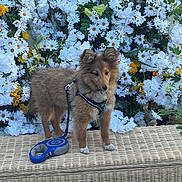 Aston a rejoint le concours — aidez-le/la à gagner de superbes lots ! animal, background, brown, cute, dog, flower, fluffy, fur, garden, leash, leash_handle, nature, outdoor, paws, pet, small_dog, standing, white, wicker, yellow