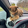 puppy, dog, dashboard, car, interior, fur, animal, pet, window, road, trees, outdoor, daytime, cute, fluffy, brown, white_paws, steering_wheel, vehicle, curious