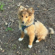 Aston a rejoint le concours — aidez-le/la à gagner de superbes lots ! animal, brown, canine, curious, dirt, dog, ears, fluffy, fur, ground, harness, nature, outdoor, pet, puppy, sitting, tail, twigs, white_paws, young_dog