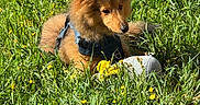Aston a rejoint le concours — aidez-le/la à gagner de superbes lots ! animal, canine, daytime, dog, field, flower, fur, grass, greenery, harness, leisure, nature, outdoor, pet, playful, relaxing, small_dog, sunlight, toy, yellow_flower