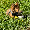 animal, canine, daytime, dog, field, flower, fur, grass, greenery, harness, leisure, nature, outdoor, pet, playful, relaxing, small_dog, sunlight, toy, yellow_flower