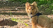 Aston participe au concours pour gagner de l'argent avec cette photo : animal, canine, curious, daylight, dog, forest, fur, greenery, ground, harness, leaf, mammal, nature, outdoor, pet, sunlight, trail, walking, wilderness, woods