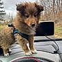 puppy, dog, animal, pet, dashboard, car_interior, harness, fur, outdoor, trees, cloudy_sky, window, technology, gps_device, curious, young_dog, canine, transportation, leaves, winter