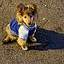 blue_jacket, brown_fur, clothing, collar, curious, dog, ears, fluffy, fur, looking_up, outdoors, pavement, pet, portrait, puppy, shadow, sitting, street, white_paws, young