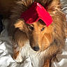 animal, bed, brown_fur, canine, companion, cozy, cute, dog, domestic_animal, fluffy, fur, indoor, mammal, pet, red_cloth, relaxing, resting, sleepy, soft_texture, white_bed