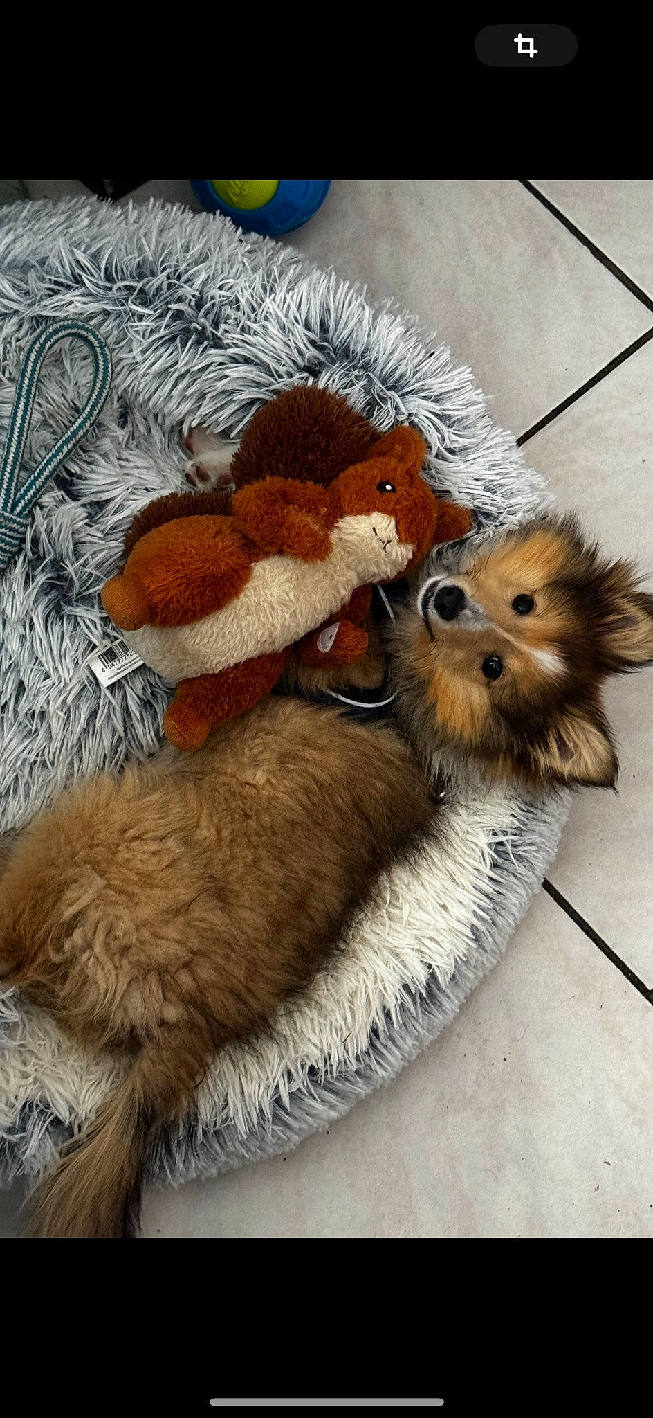 Virgil participe au concours pour gagner de l'argent avec cette photo : art, canidae, cap, carnivore, companion_dog, dog_breed, fawn, fur, illustration, liver, plush, snout, sporting_group, stuffed_toy, tail, textile, toy, whiskers, wool, working_animal